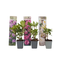 Rhododendron - Mix Van 3 - Paars,wit,roze - Tuin - Pot 9cm - Hoogte 25-40cm