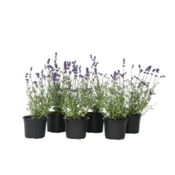 Lavandula Angustifolia - Set X6 - Lavandelplant - Pot 10.5cm - Hoogte 10-15cm