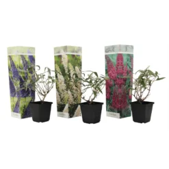 Vlinderstruiken - Mix Van 3 - Buddleja - Tuinplanten - Pot 9cm - Hoogte 25-40cm