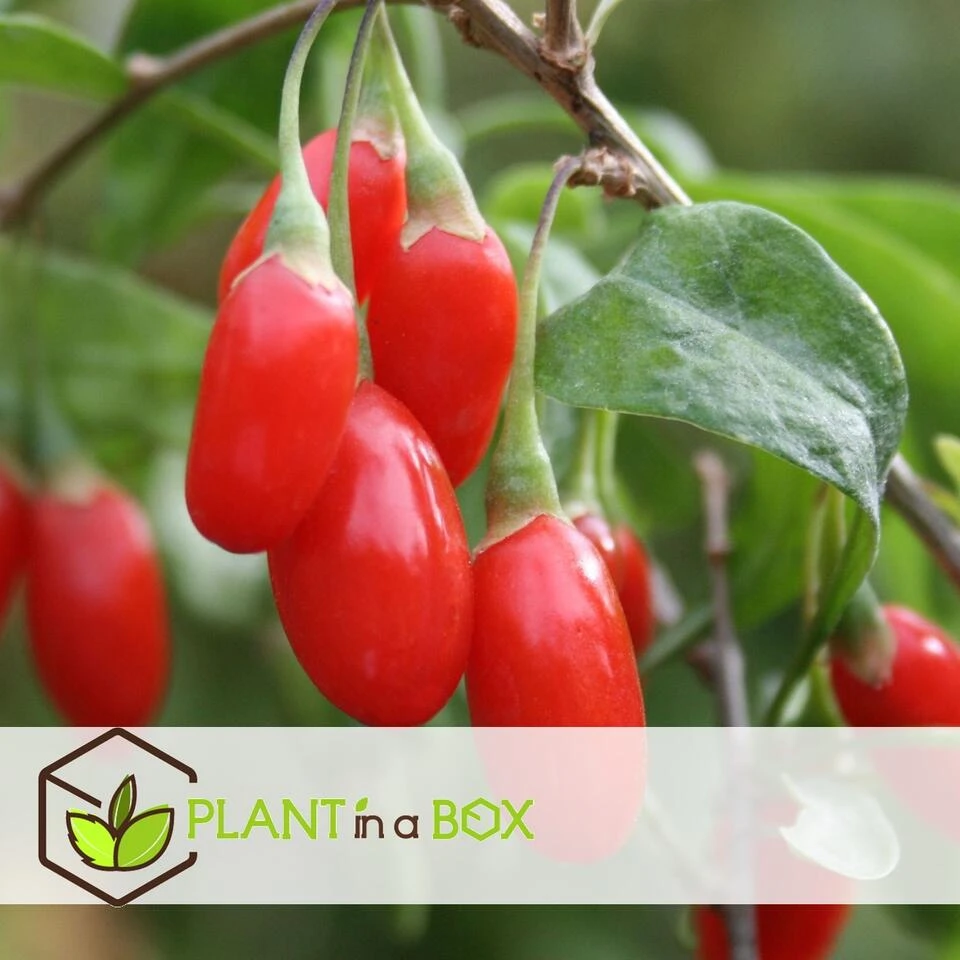 Lycium Barbarum - Set Van 6 - Goji Planten - Pot 9cm - Hoogte 25-40cm - Afbeelding 4