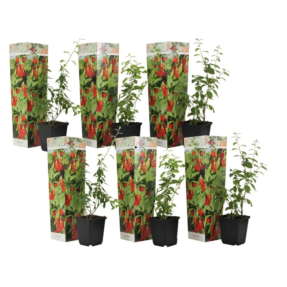 Lycium Barbarum - Set Van 6 - Goji Planten - Pot 9cm - Hoogte 25-40cm