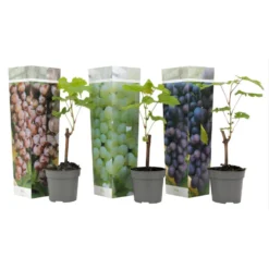 Druivenplanten - Mix Van 3 - Vitis Vinifera - Druif - Pot 9cm - Hoogte 25-40cm