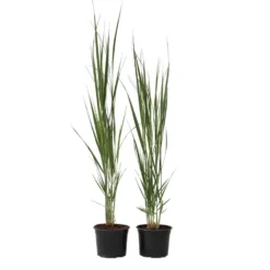 Panicum Virgatum Northwind - Set Van 2 - Siergrassen - Pot 23cm - Hoogte 40-60cm