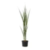 Panicum Virgatum - Panicum Northwind Siergras - Pot 23cm - Hoogte 40-60cm