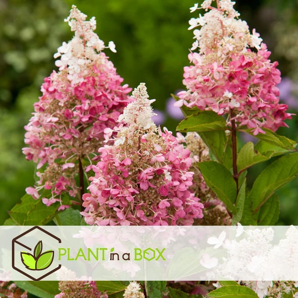 Hydrangea 'Pinky Winky' - Pluimhortensia - Pot 19cm - Hoogte 25-40cm - Afbeelding 4