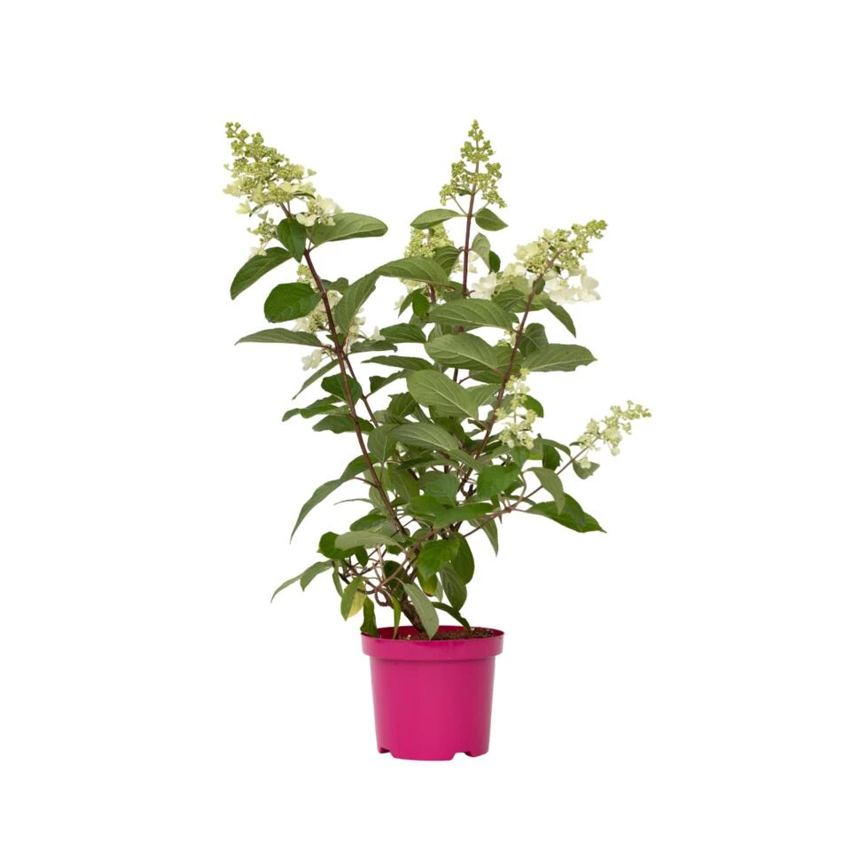 Hydrangea 'Pinky Winky' - Pluimhortensia - Pot 19cm - Hoogte 25-40cm
