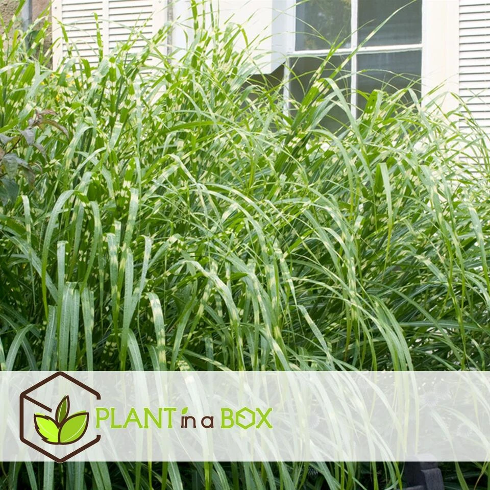 Miscanthus Zebrinus - Winterhard Siergras - Pot 23cm - Hoogte 20-30cm - Afbeelding 3