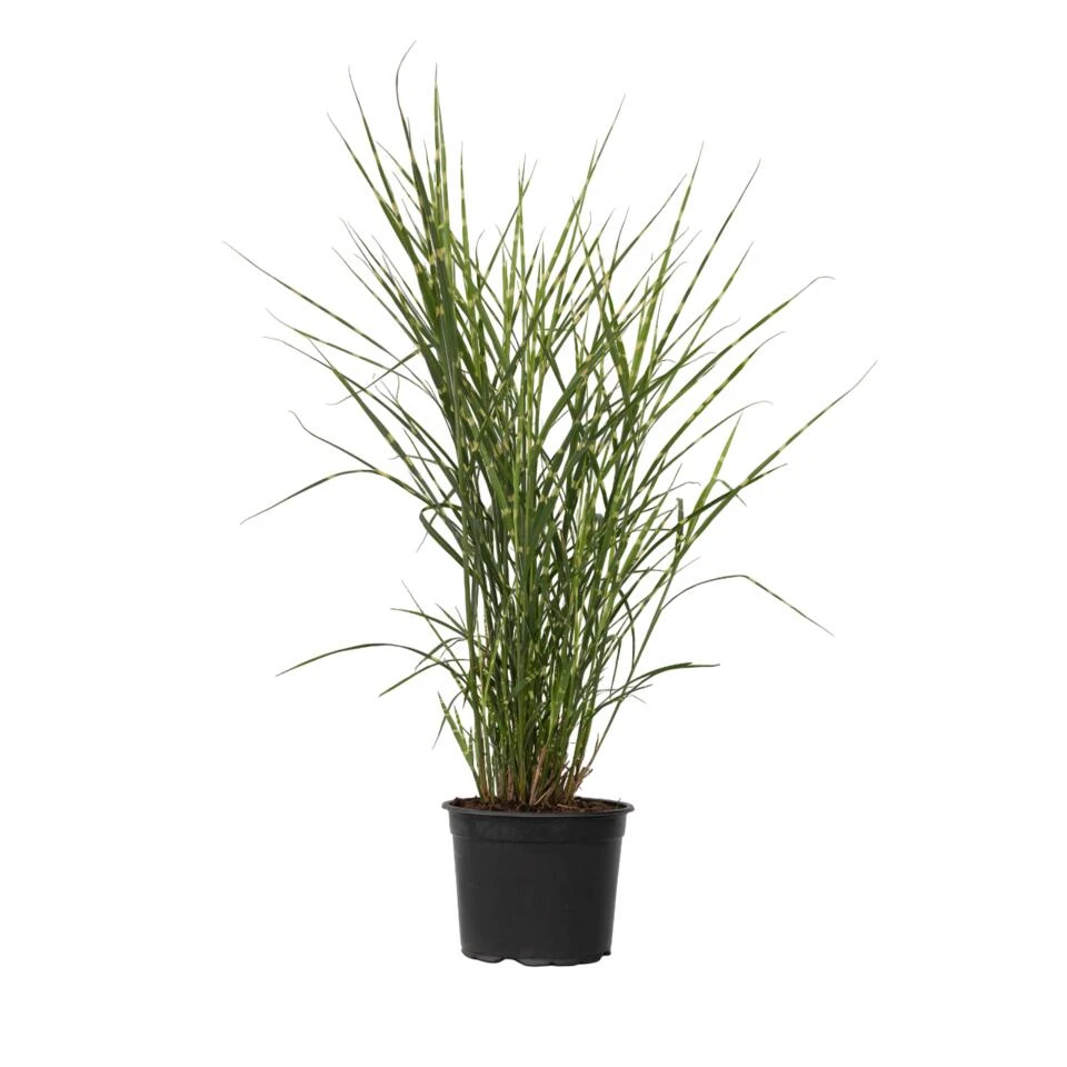 Miscanthus Zebrinus - Winterhard Siergras - Pot 23cm - Hoogte 20-30cm