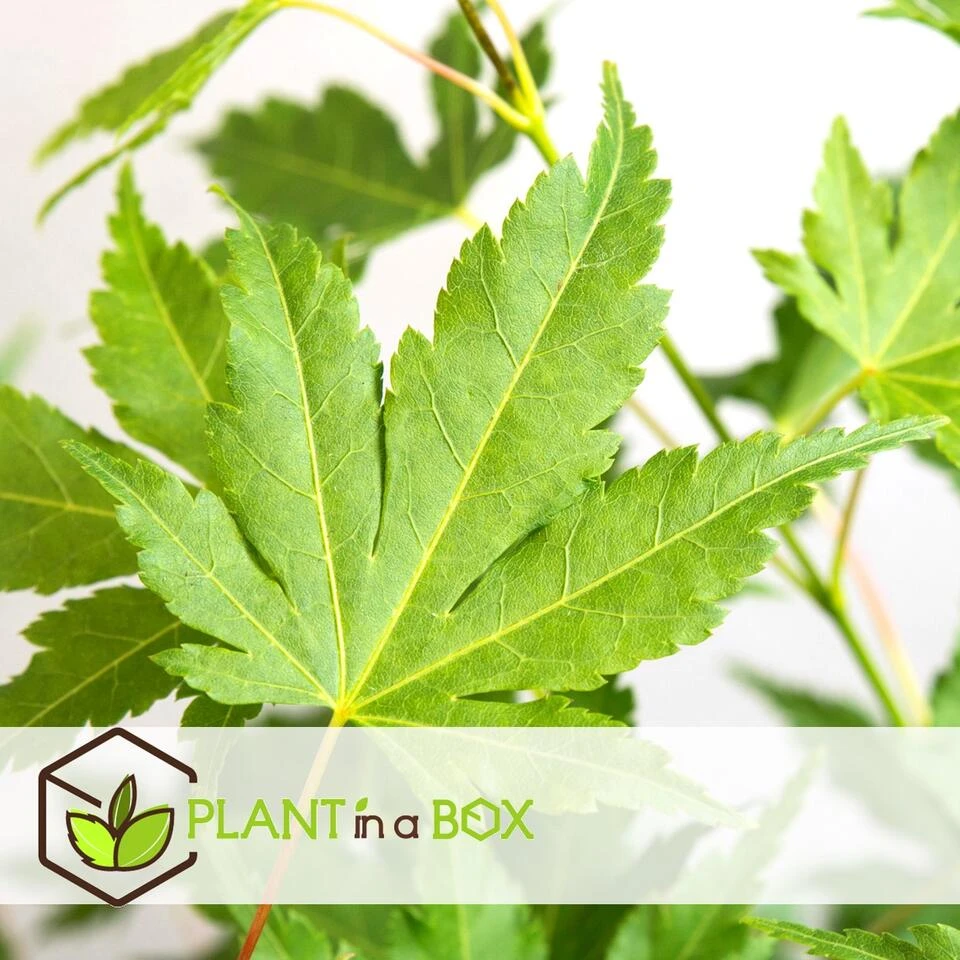 Acer Palmatum - Set Van 4 - Japanse Esdoorn - Pot 10,5cm - Hoogte 25-40cm - Afbeelding 3