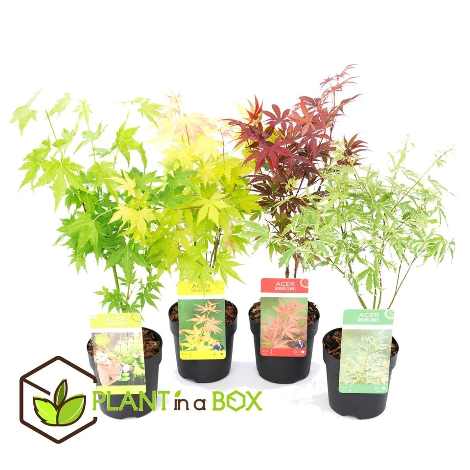 Acer Palmatum - Set Van 4 - Japanse Esdoorn - Pot 10,5cm - Hoogte 25-40cm - Afbeelding 4