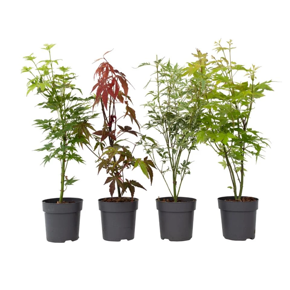 Acer Palmatum - Set Van 4 - Japanse Esdoorn - Pot 10,5cm - Hoogte 25-40cm