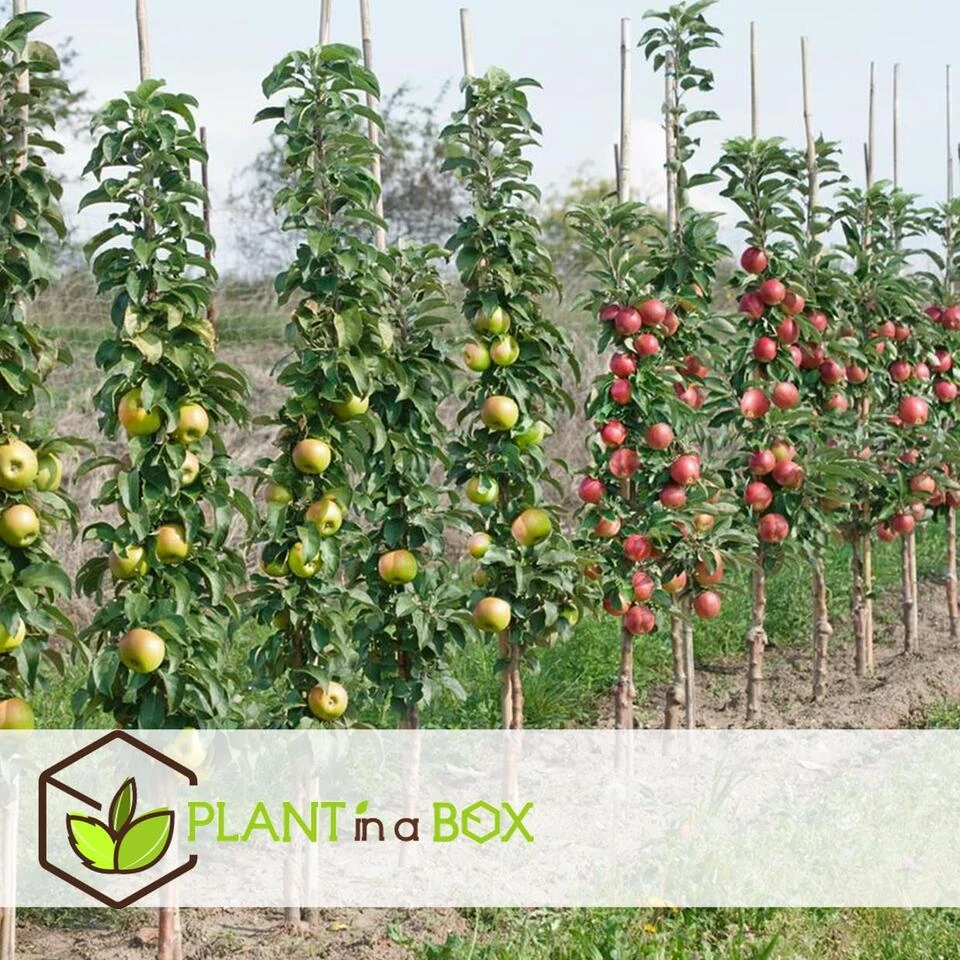 Fruitbomen - Mix Van 8 - Prunus - Pyrus - Malus - Pot 9cm - Hoogte 60-70cm - Afbeelding 3