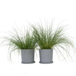 Pennisetum Alopecuroides - Set Van 2 - Siergras - Pot 23cm - Hoogte 20-30cm