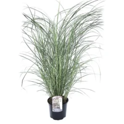 Miscanthus Sinensis Red Chief - Winterhard Siergras - Pot 23cm - Hoogte 40-60cm