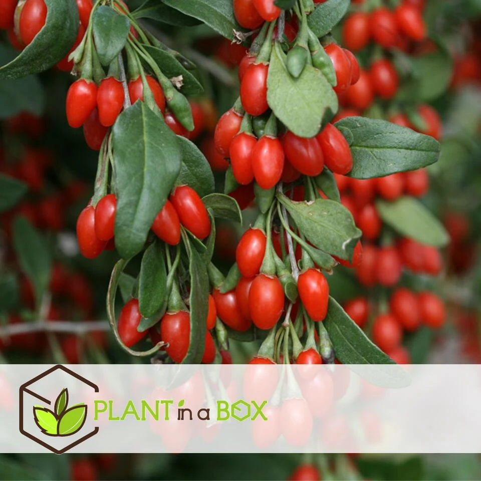 Lycium Barbarum - Set Van 3 - Goji Planten - Pot 9cm - Hoogte 25-40cm - Afbeelding 2