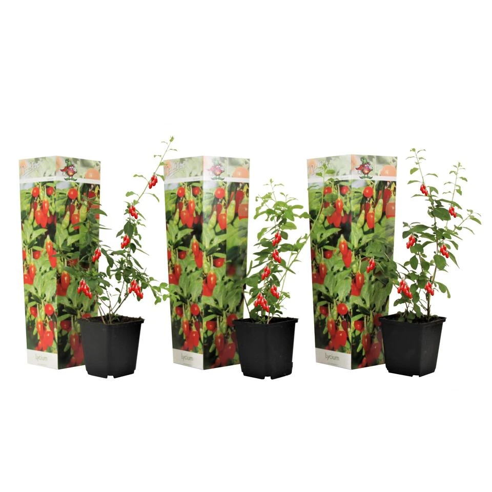 Lycium Barbarum - Set Van 3 - Goji Planten - Pot 9cm - Hoogte 25-40cm