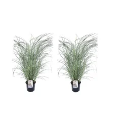 Miscanthus Sinensis Red Chief - Siergras - Set Van 2 - Pot 23cm - Hoogte 40-60cm