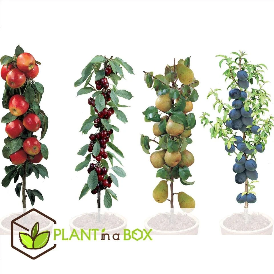 Fruitbomen - Mix Van 4 - Prunus - Pyrus - Malus - Pot 9cm - Hoogte 60-70cm - Afbeelding 3
