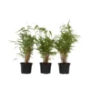 Fargesia Rufa - Set Van 3 - Niet Woekerende Bamboe - Pot 13cm - Hoogte 25-40cm