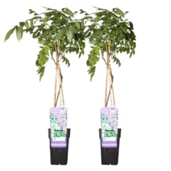 2x Wisteria Prolific – Blauwe Regen – Pot 15 CM - Hoogte 60-70 CM