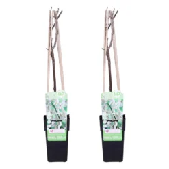 2x Wisteria Alba – Blauwe Regen - Wit – ⌀15 Cm – ↕60-70 Cm