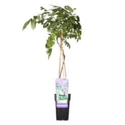 Wisteria Prolific – Blauwe Regen – Pot 15 CM - Hoogte 60-70 CM