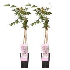 2x Wisteria Rosea – Blauwe Regen - Roze – Pot 15 CM - 60-70 CM
