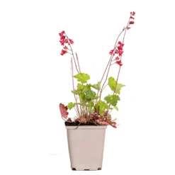 Heuchera Sanguinea 'Splendens' - Purperklokje - ⌀9 Cm - ↕10-15 Cm