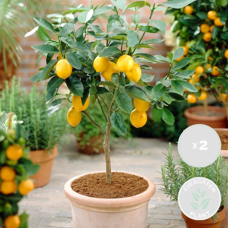 2x Citrus Limon - Citroenboom - β19 Cm - β60-70 Cm - Afbeelding 2