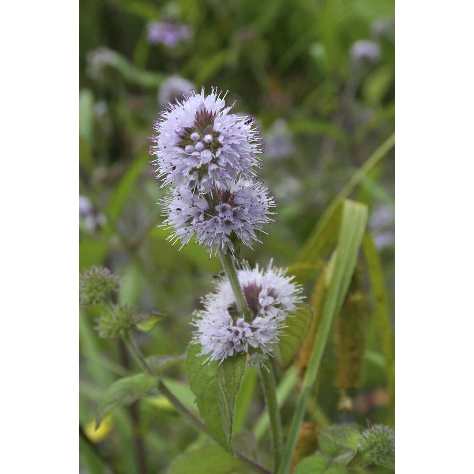 3x Watermunt - Mentha Aquatica - Vijverplant - β 9 Cm - β 10-20 Cm - Afbeelding 2