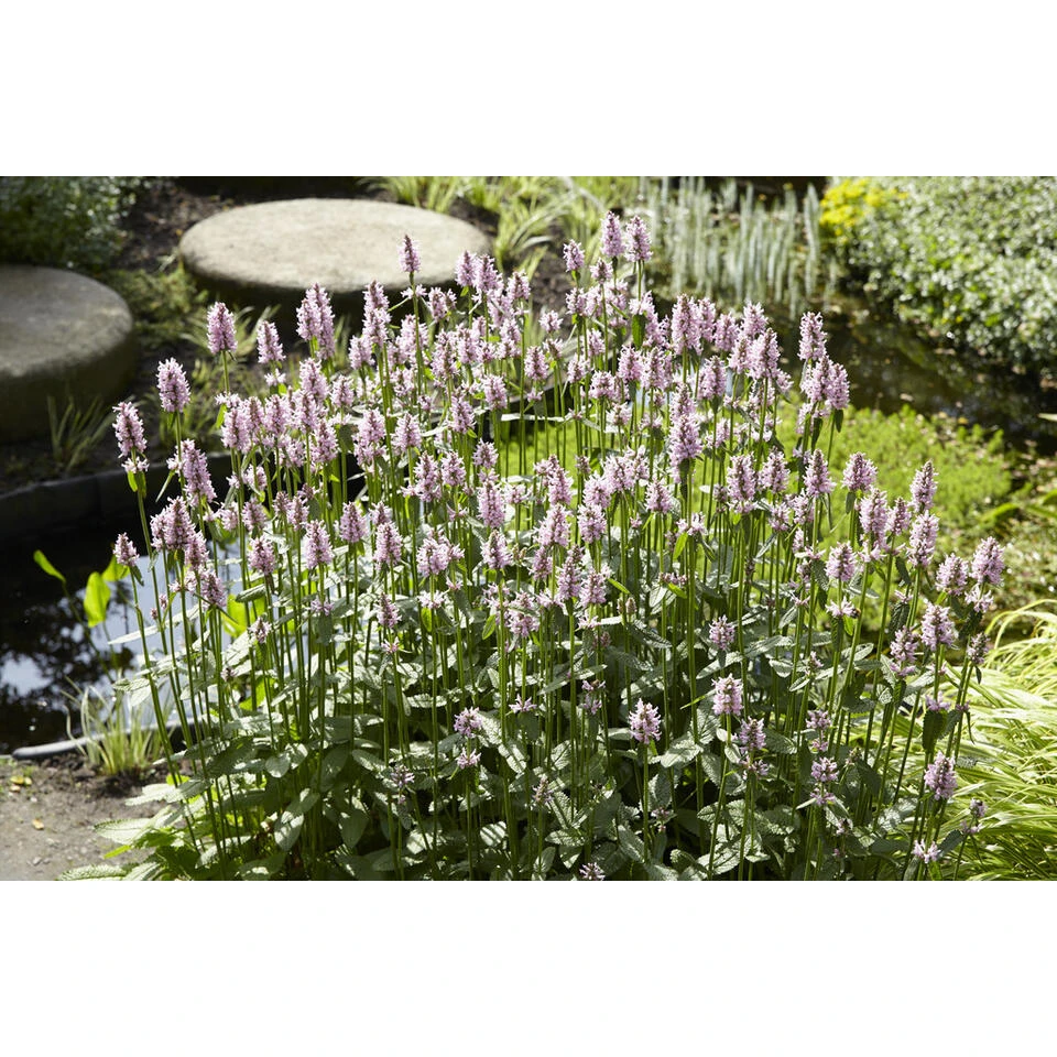 3x Watermunt - Mentha Aquatica - Vijverplant - β 9 Cm - β 10-20 Cm - Afbeelding 3