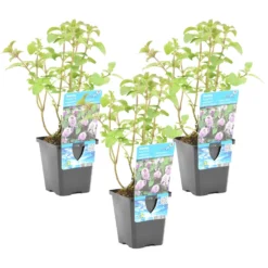 3x Watermunt - Mentha Aquatica - Vijverplant - ⌀ 9 Cm - ↕ 10-20 Cm