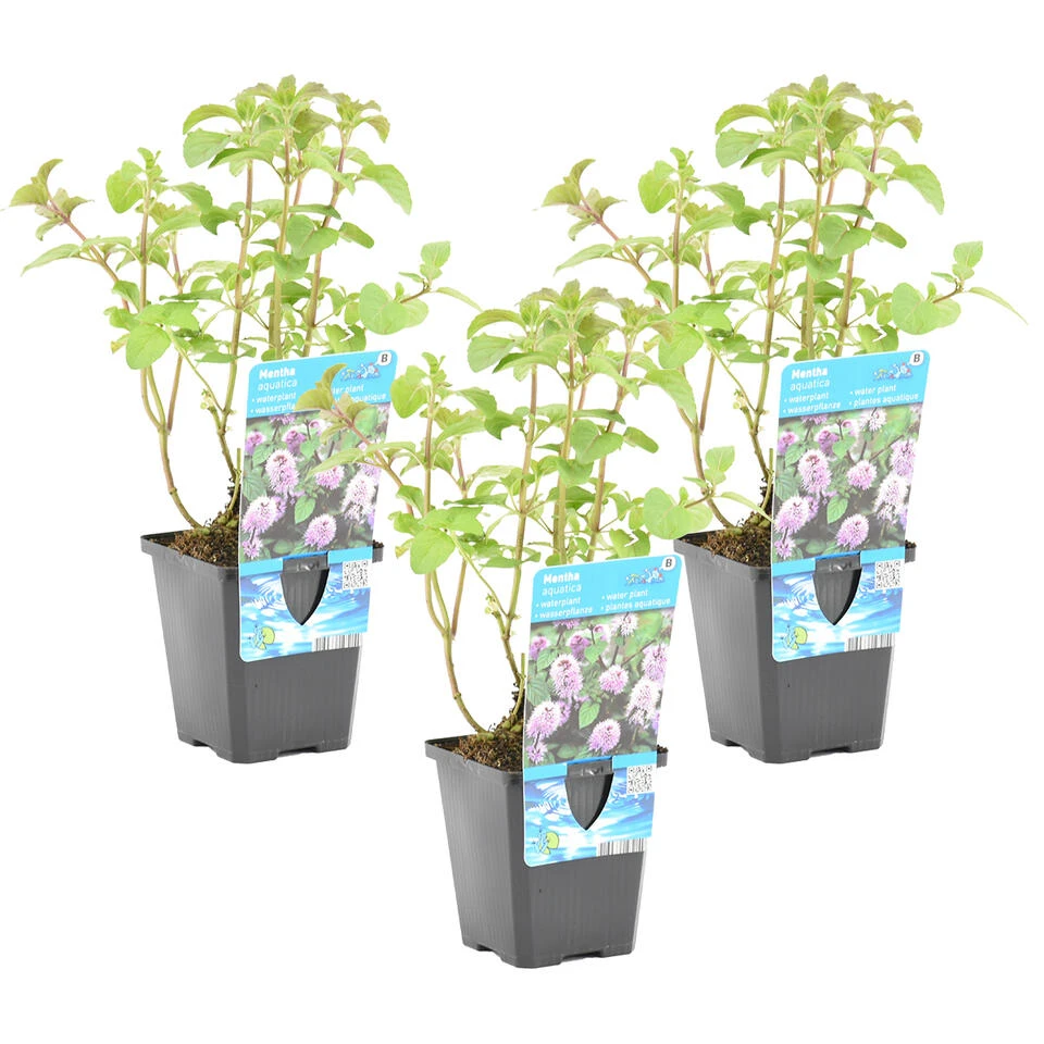 3x Watermunt - Mentha Aquatica - Vijverplant - β 9 Cm - β 10-20 Cm