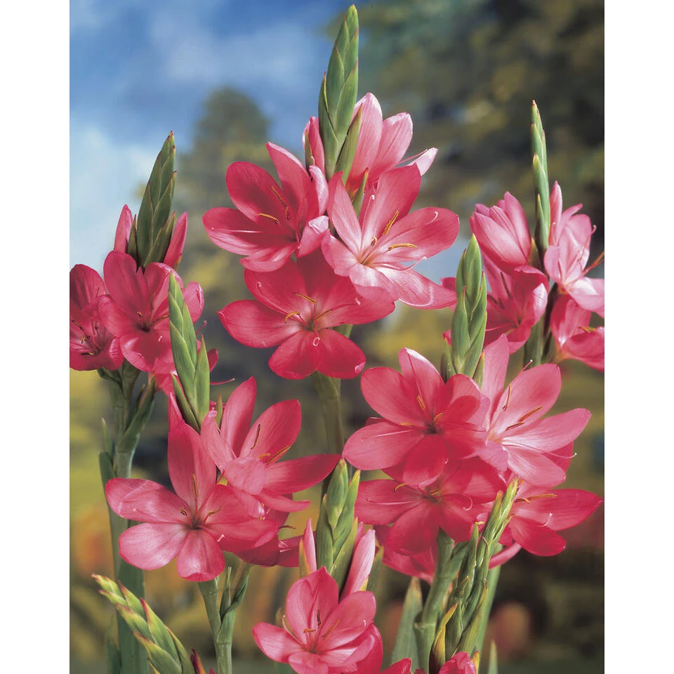 3x Roze Koffielelie - Schizostylis Mrs Hegarty β 9 Cm - β 10-20 Cm - Afbeelding 2