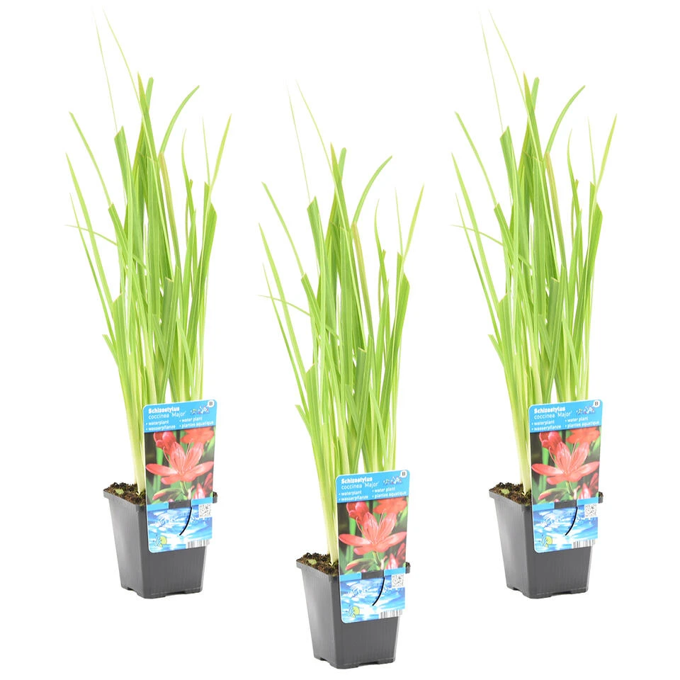 3x Roze Koffielelie - Schizostylis Mrs Hegarty β 9 Cm - β 10-20 Cm