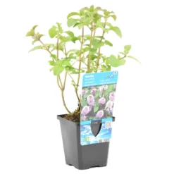 Watermunt - Mentha Aquatica - Per Stuk ⌀ 9 Cm - ↕ 10-20 Cm