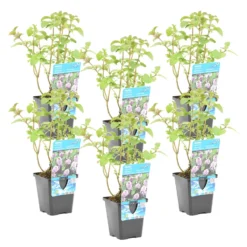 Watermunt - Mentha Aquatica - Per 6 Stuks ⌀ 9 Cm - ↕ 10-20 Cm