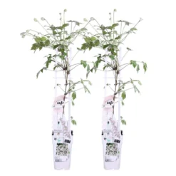 2x Clematis Fenne – Bosrank – Pot 15 CM - Hoogte 60-70 CM