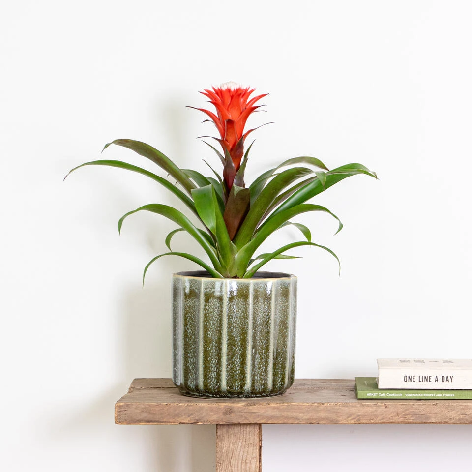 Guzmania Hope – Kokerplant – ⌀12 Cm – ↕35-45 Cm - Afbeelding 2