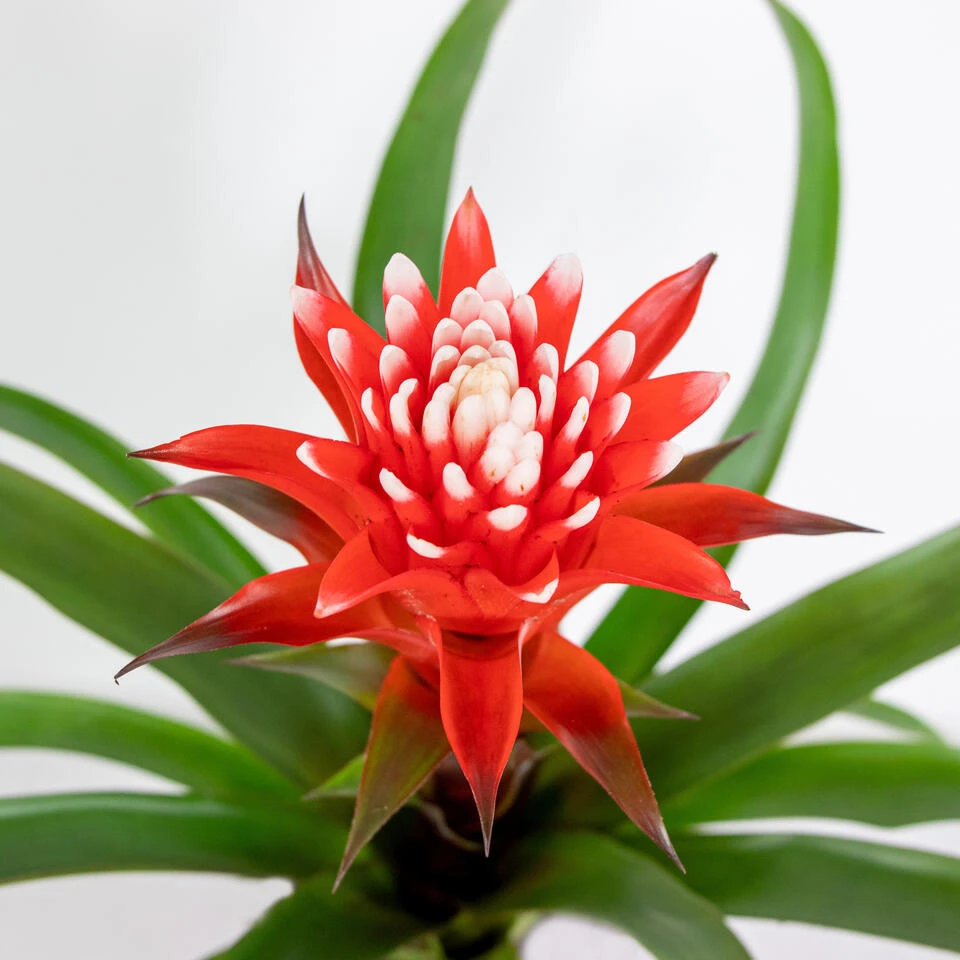 Guzmania Hope – Kokerplant – ⌀12 Cm – ↕35-45 Cm - Afbeelding 3