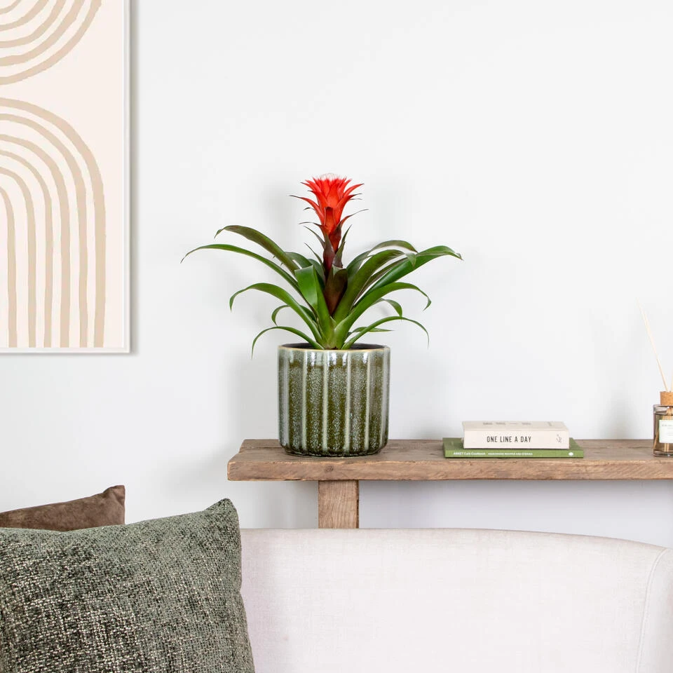 Guzmania Hope – Kokerplant – ⌀12 Cm – ↕35-45 Cm - Afbeelding 4