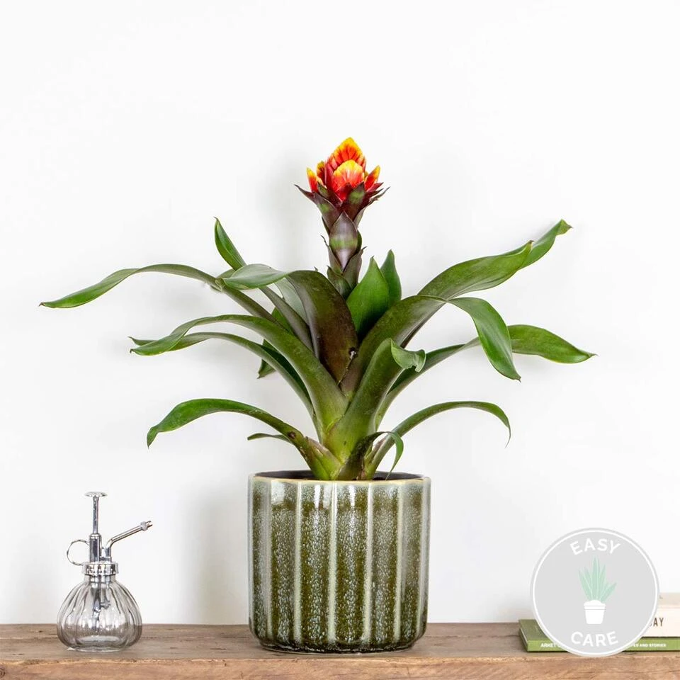Guzmania Crown – Kokerplant – ⌀12 Cm – ↕40-50 Cm - Afbeelding 2