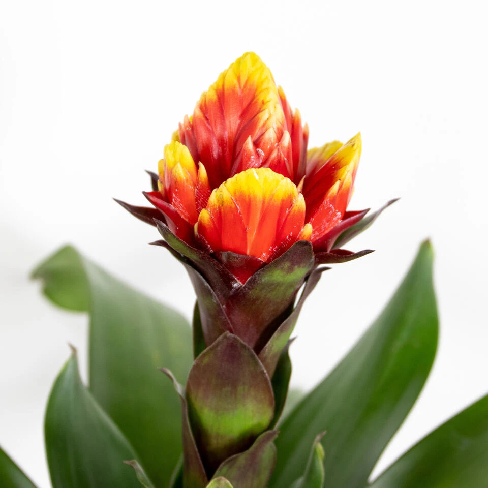 Guzmania Crown – Kokerplant – ⌀12 Cm – ↕40-50 Cm - Afbeelding 3