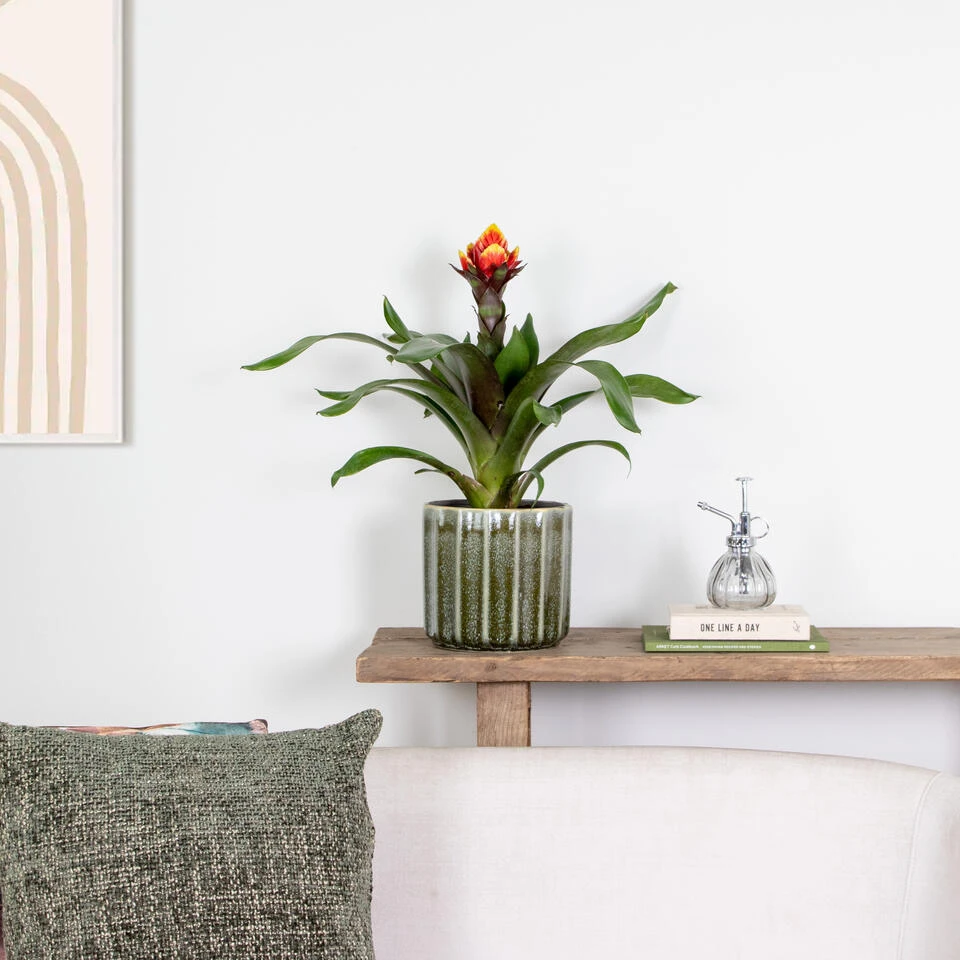 Guzmania Crown – Kokerplant – ⌀12 Cm – ↕40-50 Cm - Afbeelding 4