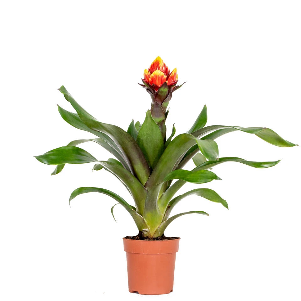 Guzmania Crown – Kokerplant – ⌀12 Cm – ↕40-50 Cm