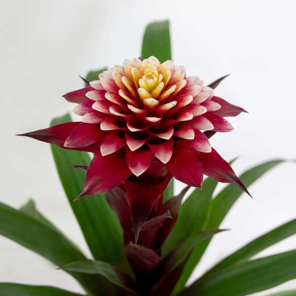 Guzmania Fransesca – Kokerplant – ⌀12 Cm – ↕40-50 Cm - Afbeelding 3