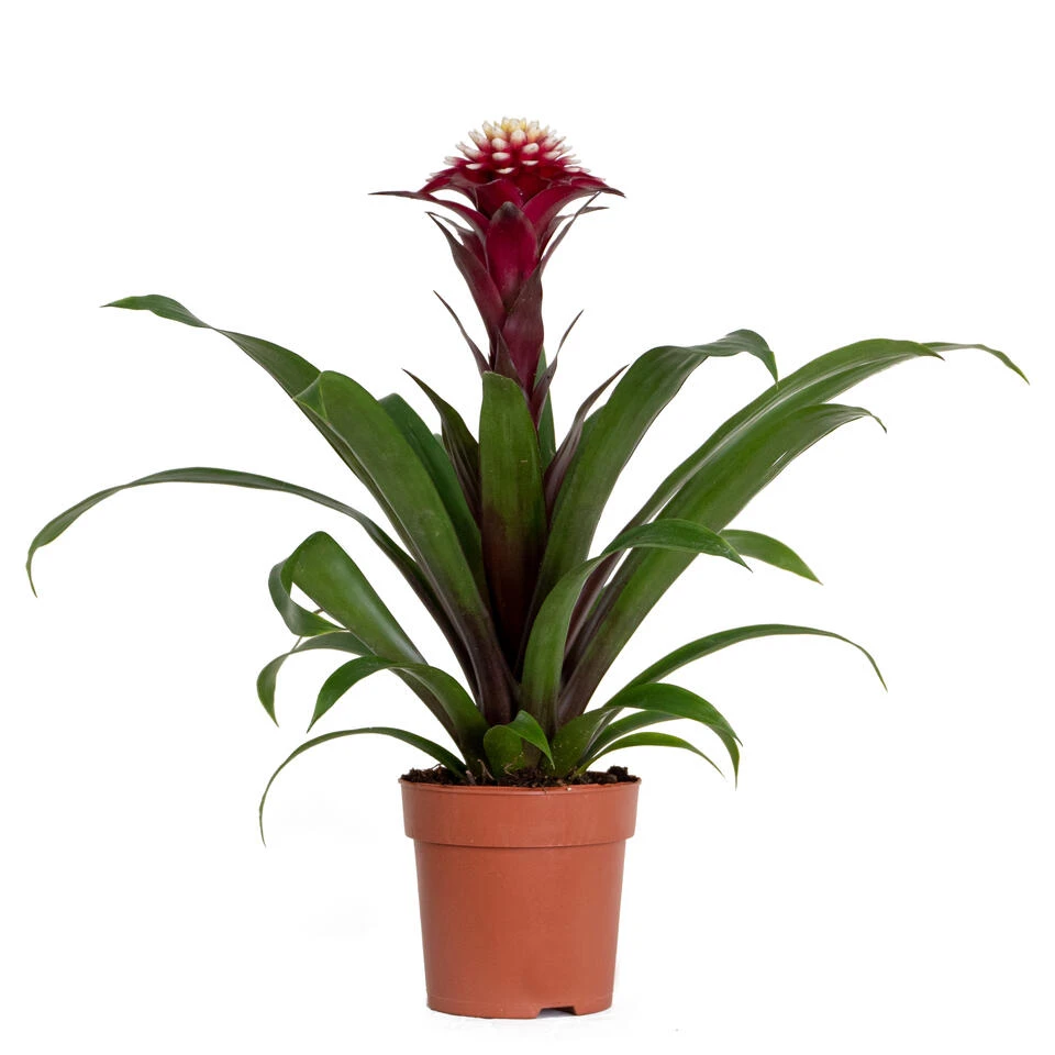 Guzmania Fransesca – Kokerplant – ⌀12 Cm – ↕40-50 Cm
