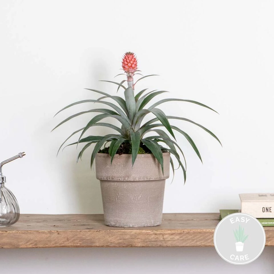 Ananas Comosus 'Rosita' – Ananasplant – ⌀12 Cm – ↕25-30 Cm - Afbeelding 2