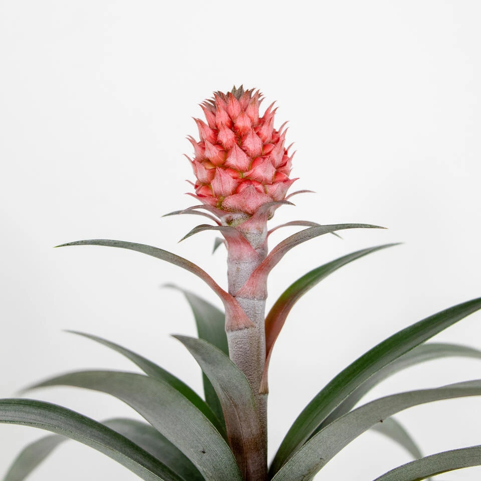 Ananas Comosus 'Rosita' – Ananasplant – ⌀12 Cm – ↕25-30 Cm - Afbeelding 3