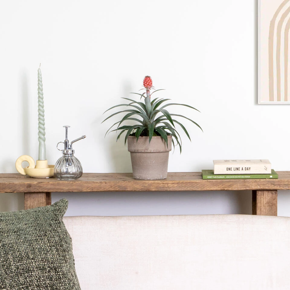 Ananas Comosus 'Rosita' – Ananasplant – ⌀12 Cm – ↕25-30 Cm - Afbeelding 4